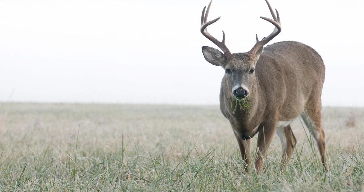 Deer hunter shoots horse h1