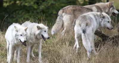 Wyoming wolf season h1