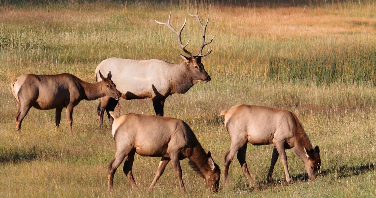 Idaho elk hoof disease h1