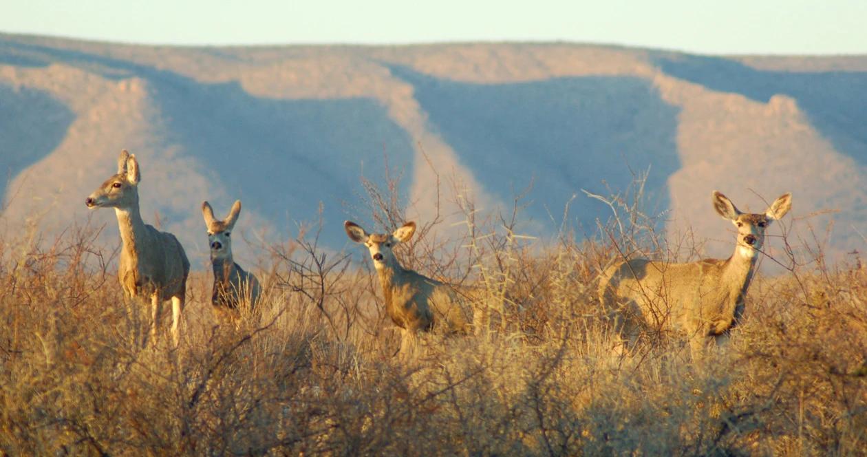 Wyoming mule deer migration h1_1