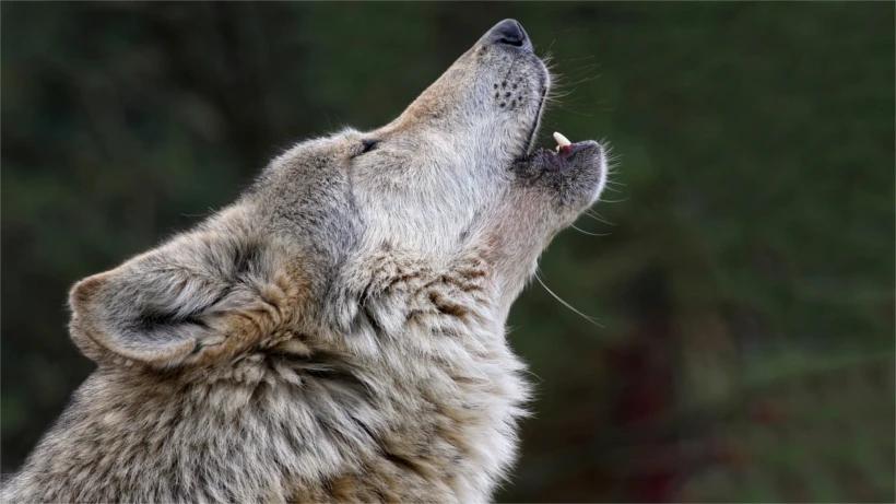 Will there be a wolf hunt in Wyoming?