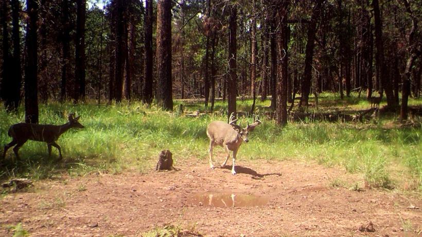 Arizona’s top over-the-counter deer units for 2016