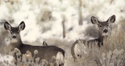 Idaho cuts antlerless mule deer tags h1