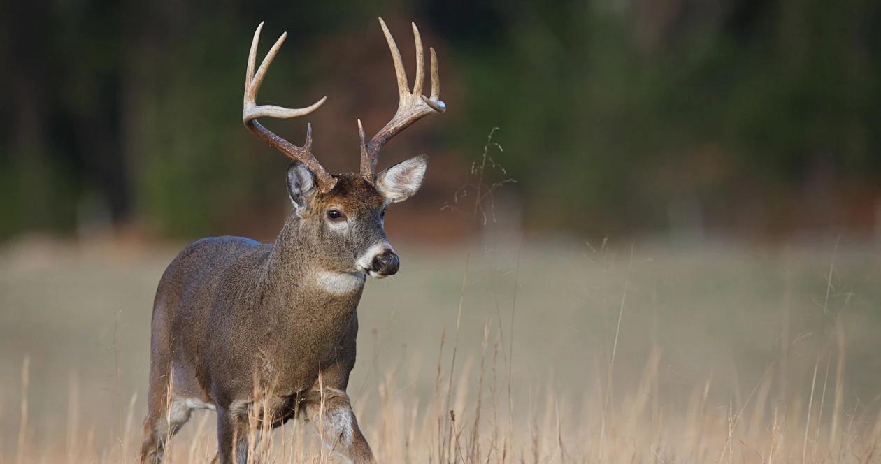 2023 south dakota rifle deer application strategy 1