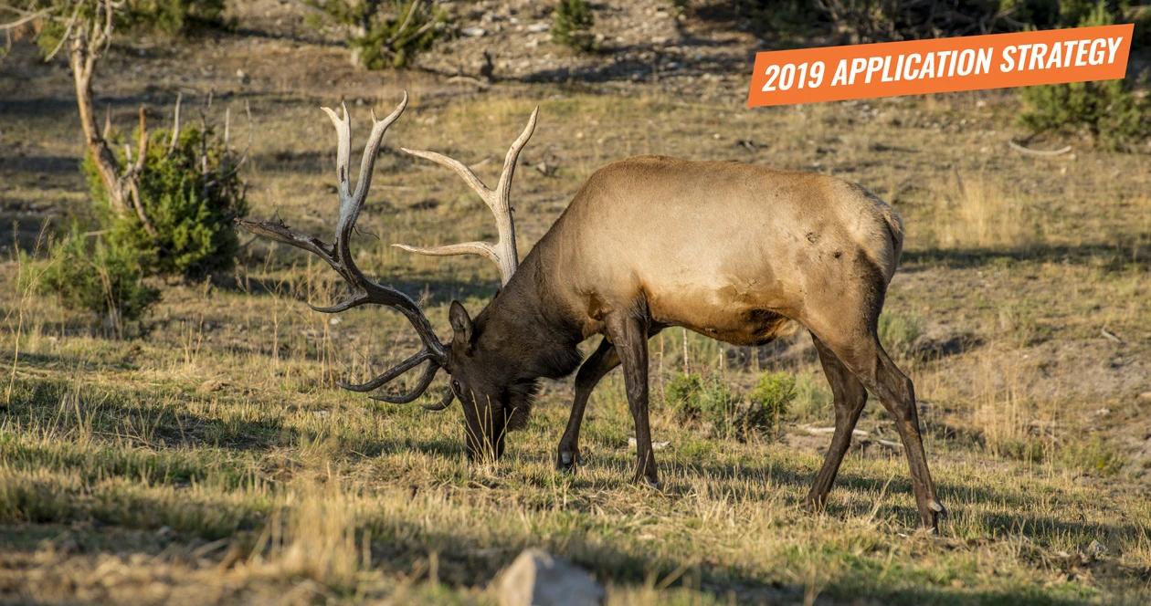 2019 arizona elk application strategy article 1