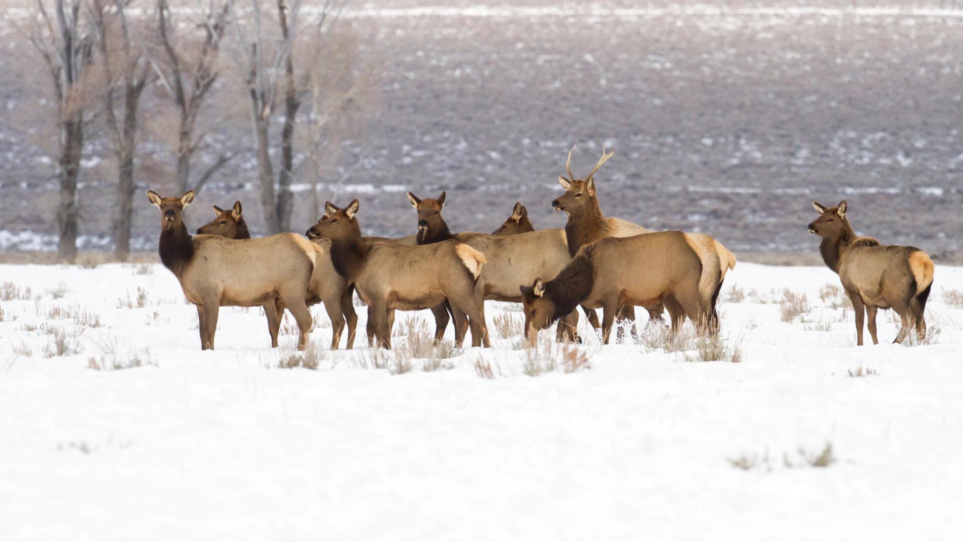 CWD confirmed in another elk near Wyoming feedgrounds