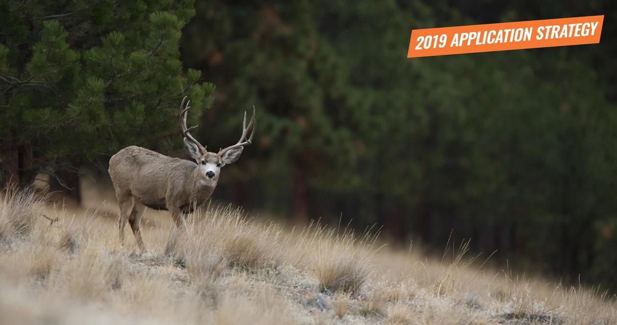 2019 montana deer application strategy article 1