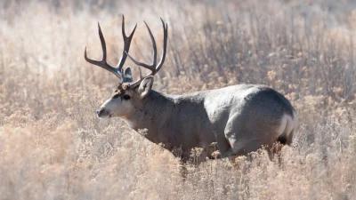 Montana FWP seeks public comment on new mule deer management plan