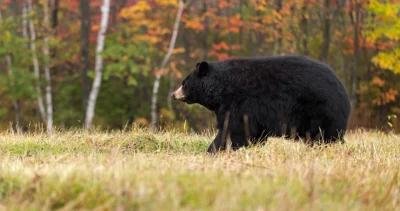 Utah black bear management h1