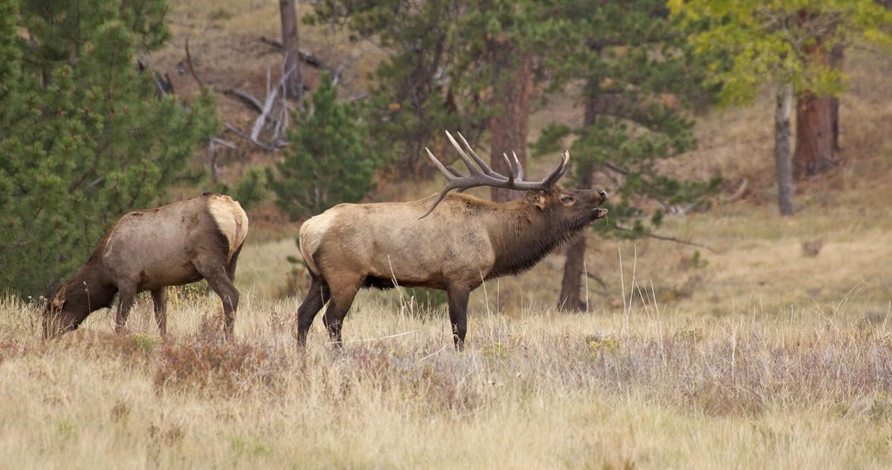 Wyoming allocated 10 million for wyoming wildlife 1
