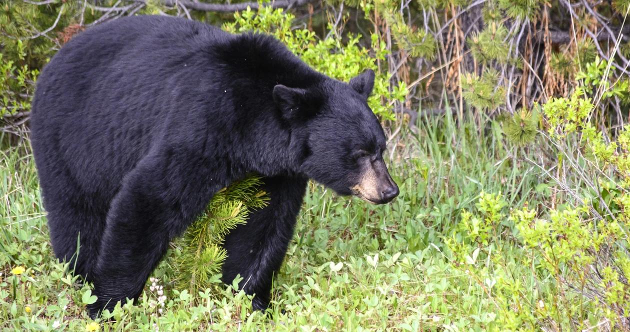 Montana black bear hound hunting bill h1