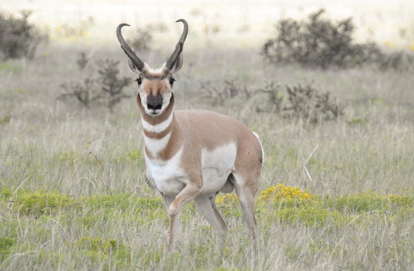 Great colorado antelope buck