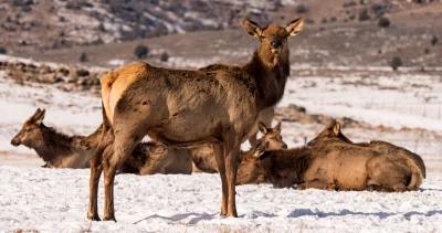 Idaho elk hunt national refuge h1