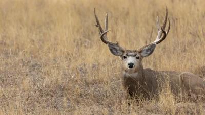 2024 Utah mule deer hunting application strategy article