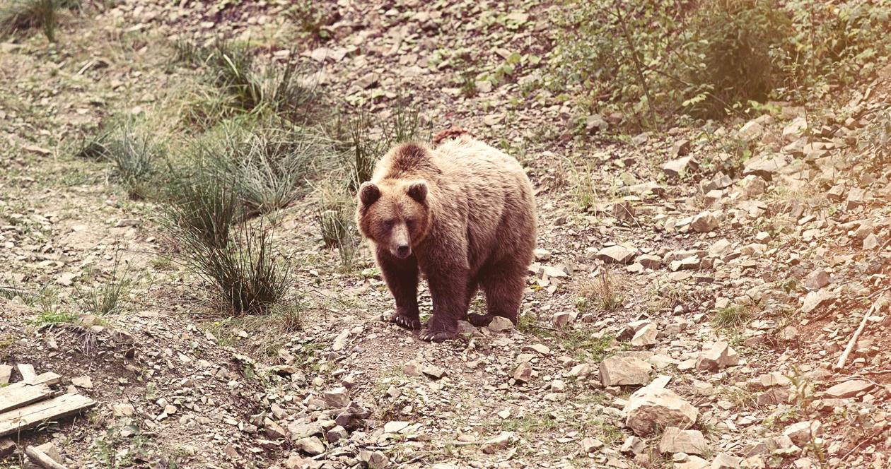 British columbia calls for changes to grizzly bear management