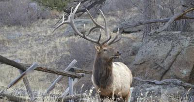 Arizona woman fatally attacked by elk 1