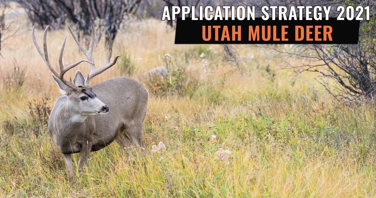 Utah deer app strategy h1