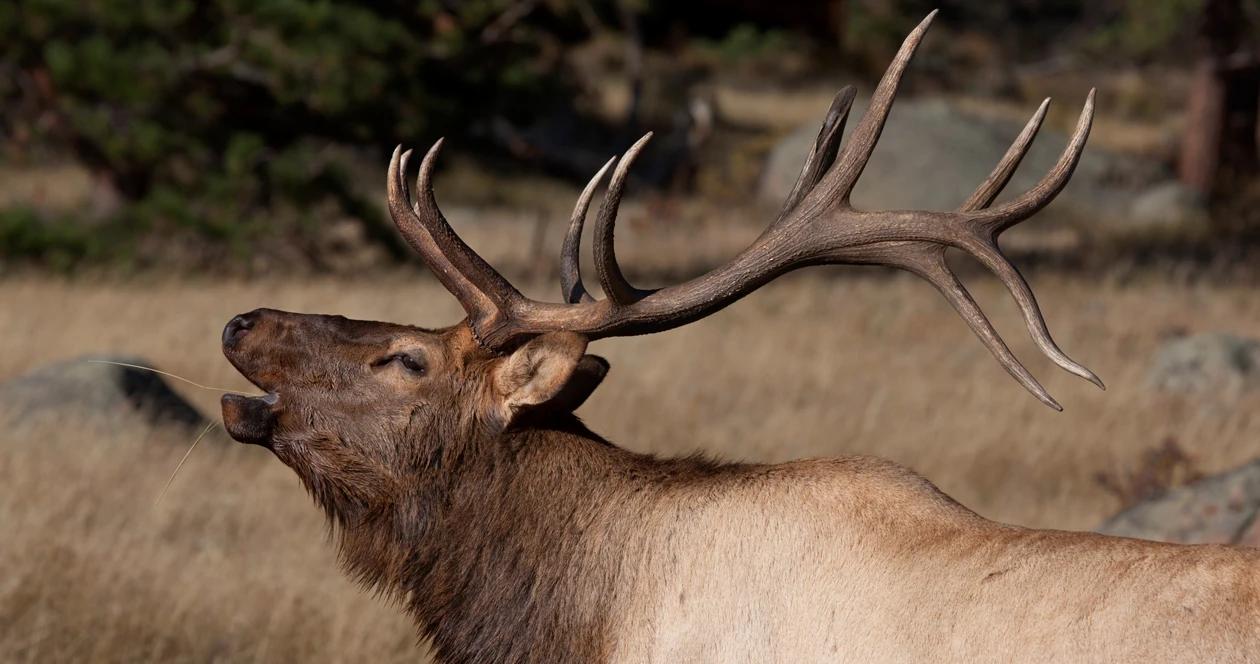 Colorado closes park for rutting elk h1
