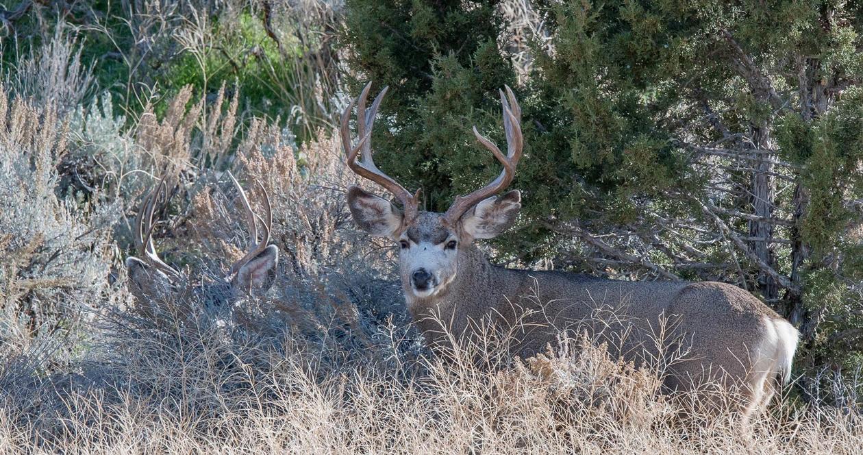 Utah 2019 poached wildlife h1