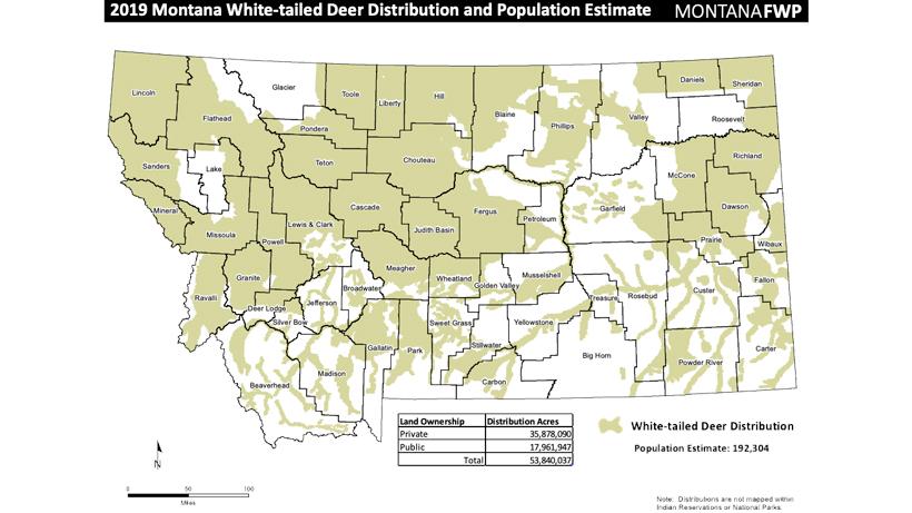 Mt whitetail population