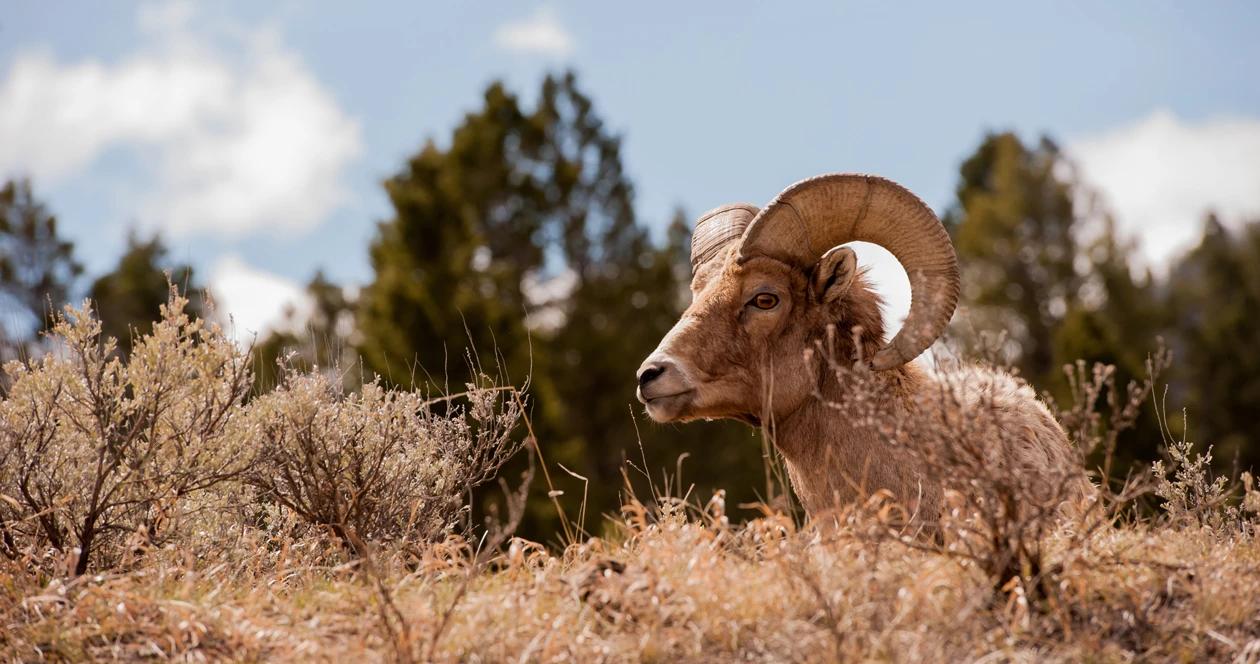 Bighorn sheep antelope island utah h1