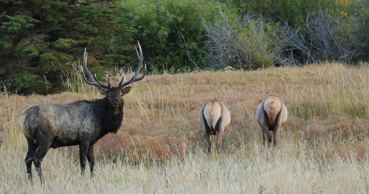 2023 idaho deer elk antelope application strategy 1