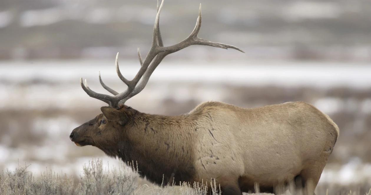2023 utah elk and antelope hunting application strategy 1