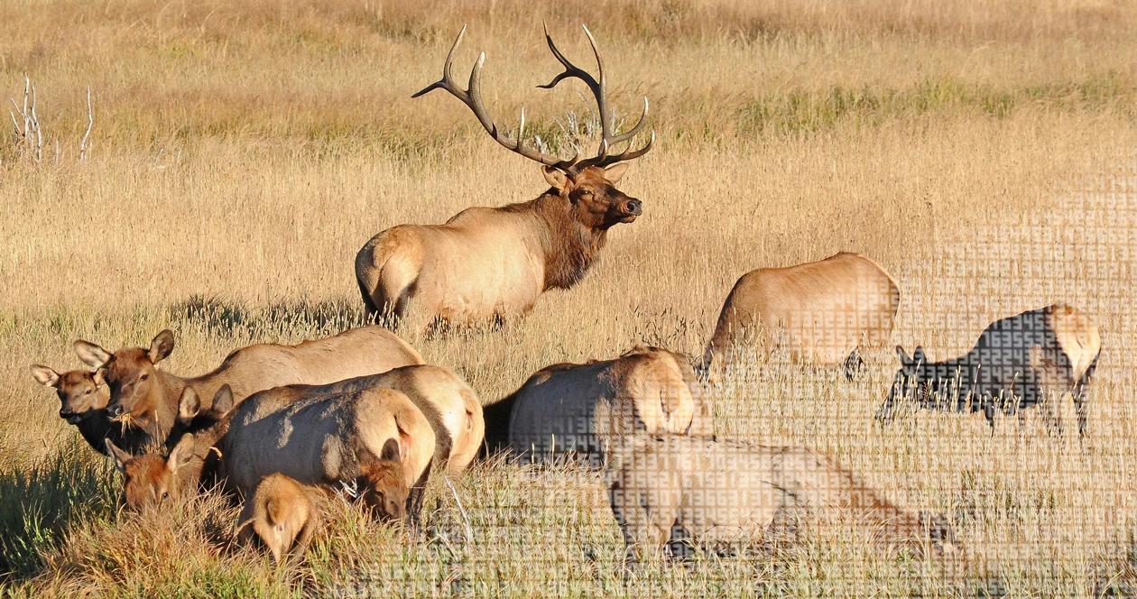 Elk populations across the west 1