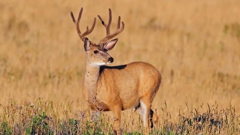 CWD spreads among Colorado deer herds