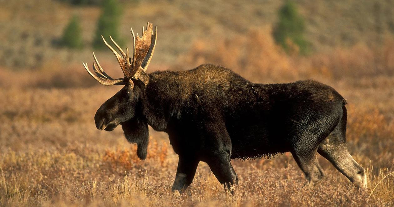 Wyoming moose h1