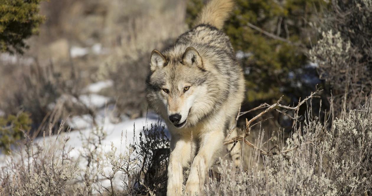 Colorado wolf reintroduction h1