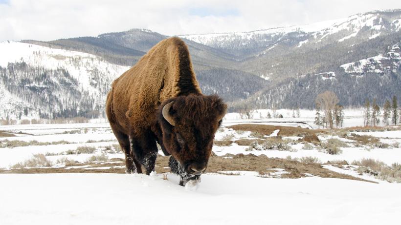 Wild bison in snow