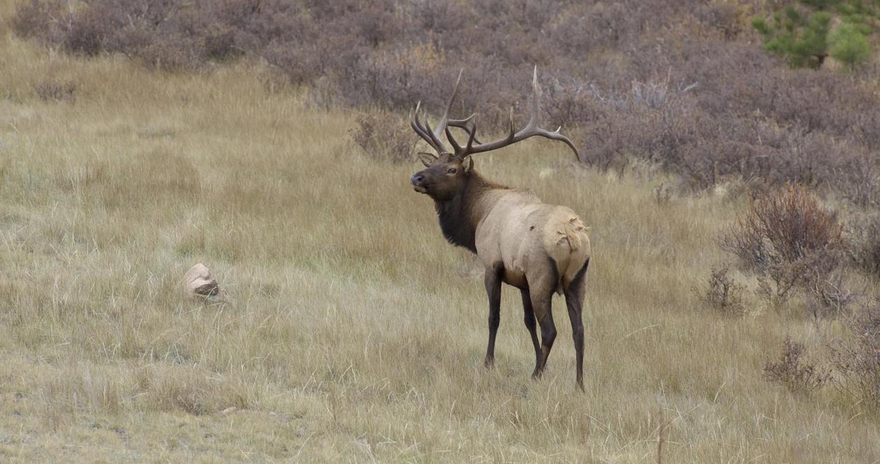 National elk refuge hunt wyoming h1