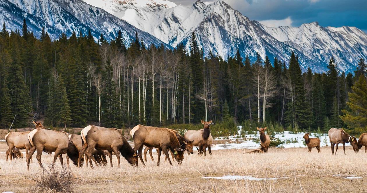 Wyoming national park hunt h1