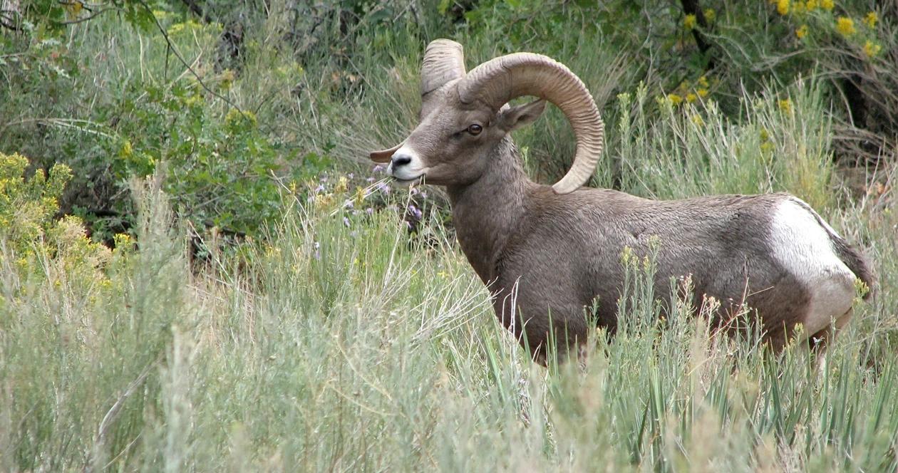 Idaho bighorn sheep h1