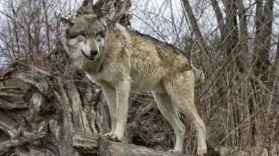 Lawsuit filed to restore federal protections to gray wolves