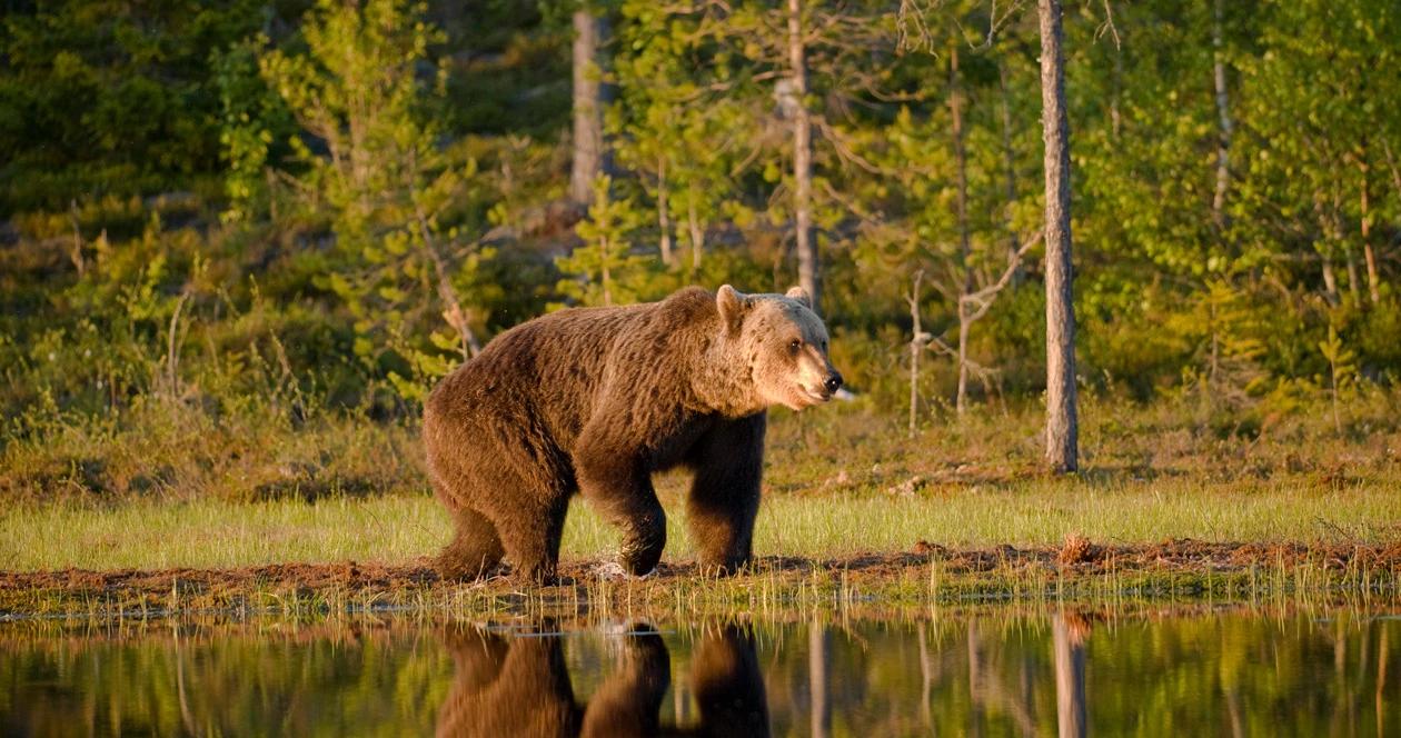 Grizzly bears yellowstone lawsuit h1