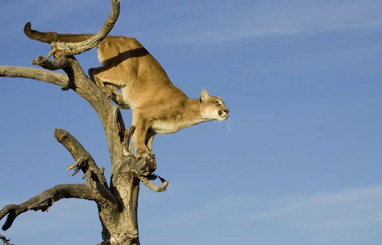 Large mountain lion in a tree 1