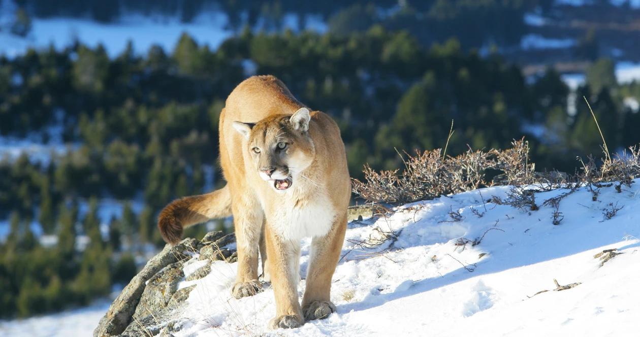 Colorado mountian lion lawsuit h1