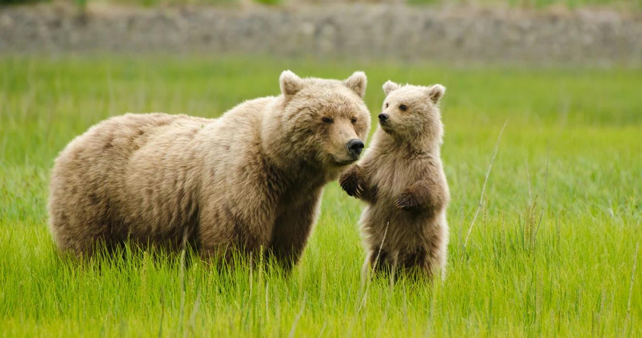 Grizzly with cub h1