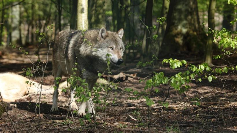 Research confirms genetic purity of Mexican wolves