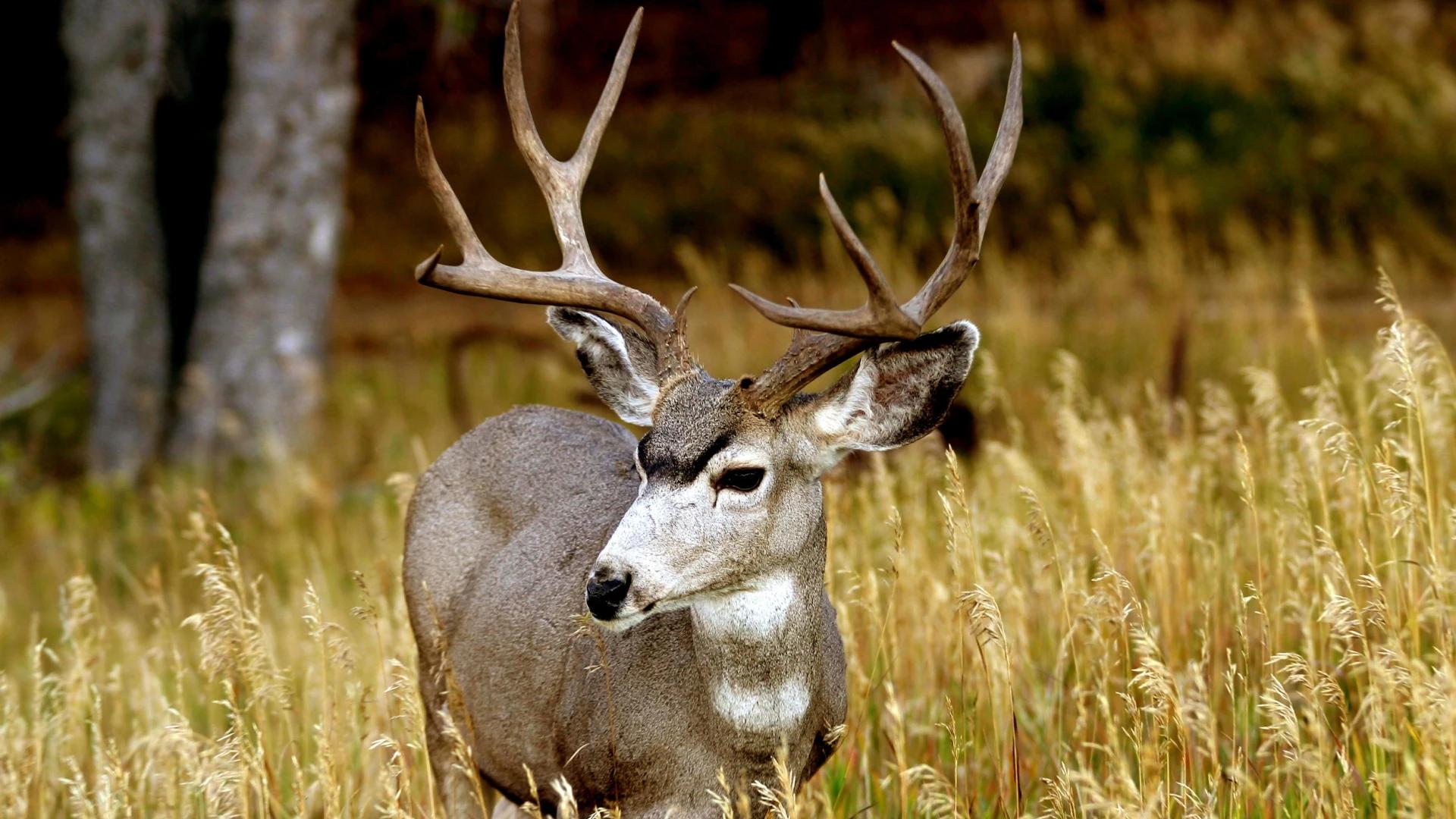 Wyoming is seeking approval to identify the Upper Wind River mule deer migration corridor