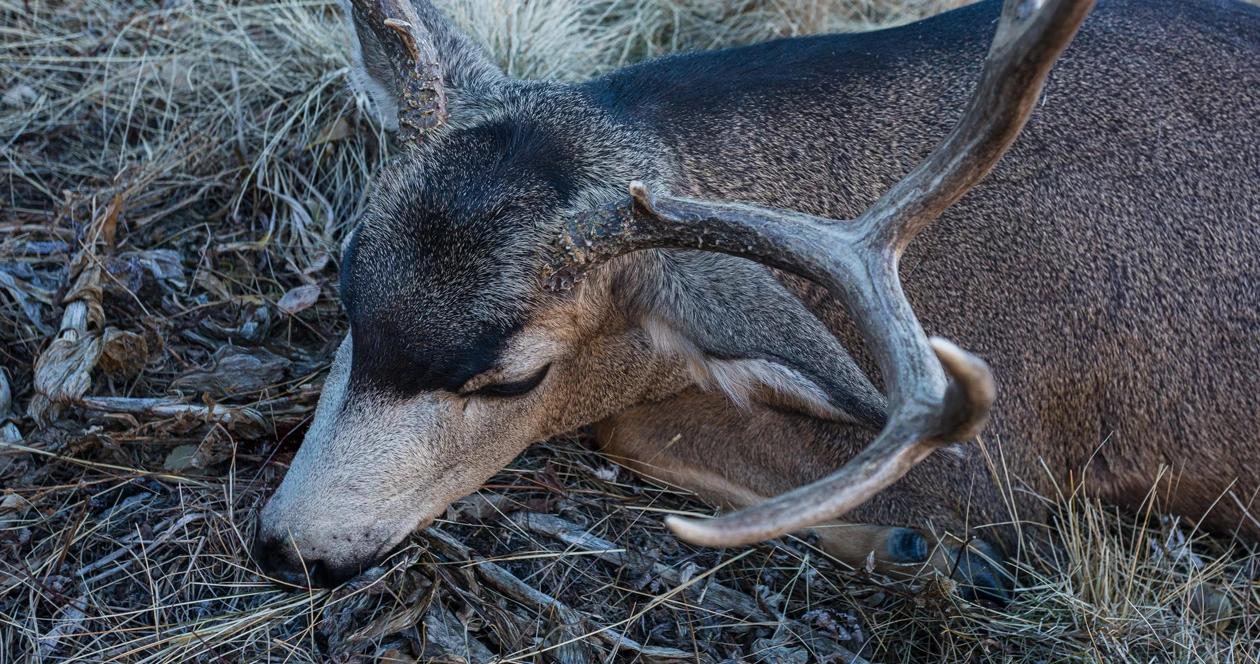 Summer mule deer scouting for late fall hunting success 1