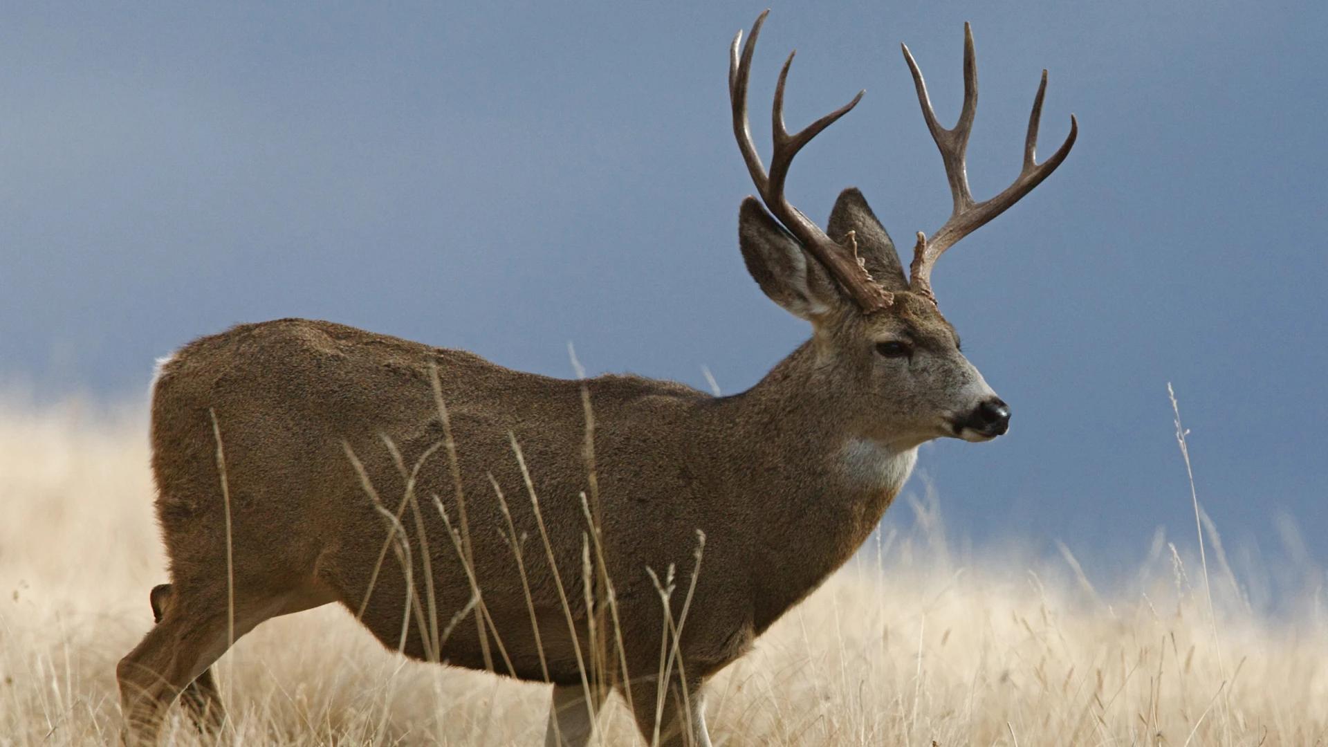 2024 Montana mule deer hunting application strategy article