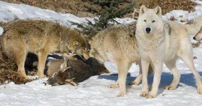Idaho new wolf seasons h1