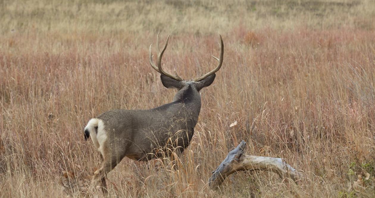 Montana mule deer cull h1