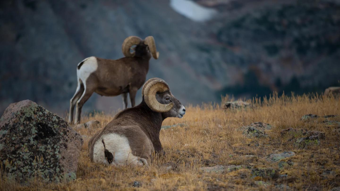 New bighorn sheep study links amount of fat to level of infection