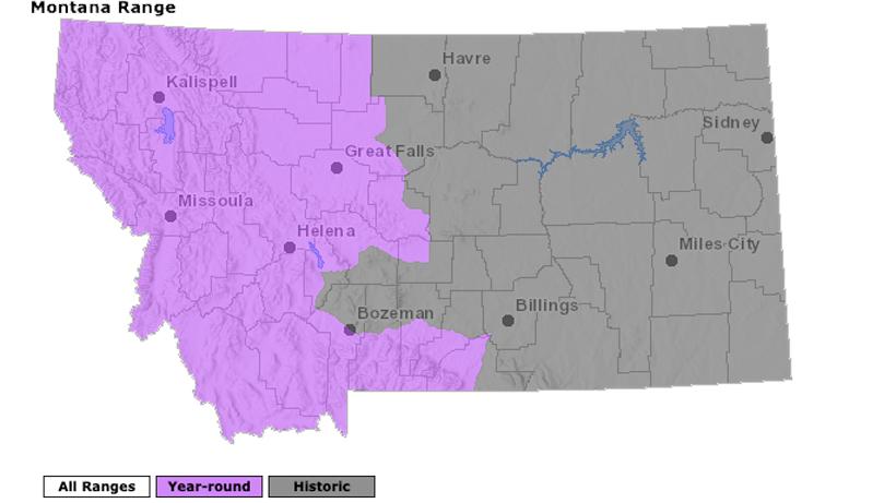 Montana predators map chart 2020