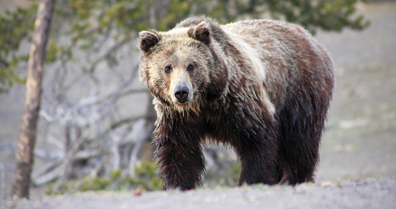 Grizzly bear mortality in montana in 2018 1
