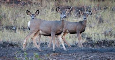 Nevada mule deer population h1